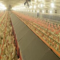  good price prefabricated / prefab light steel frame construction structure modular design frame chicken poultry farm house prefabricated steel house price